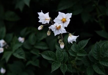 south carolina plant identification guide