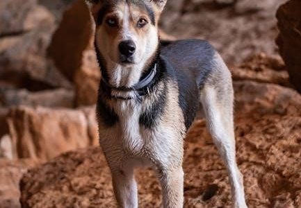 premier pet shock collar manual