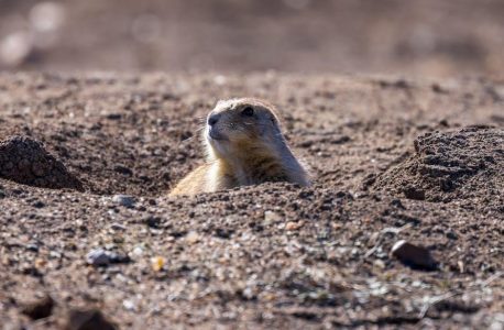 the iliad by robert fagles pdf