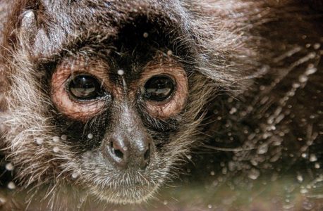 animal crossing wild world guide