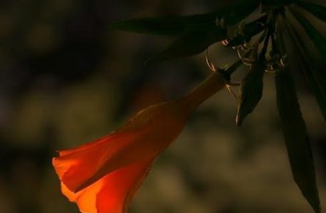 esperanza renace pdf