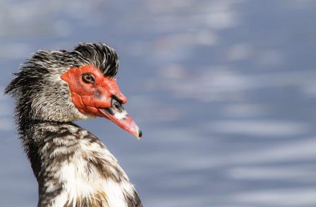 wildlife biology core curriculum online free pdf