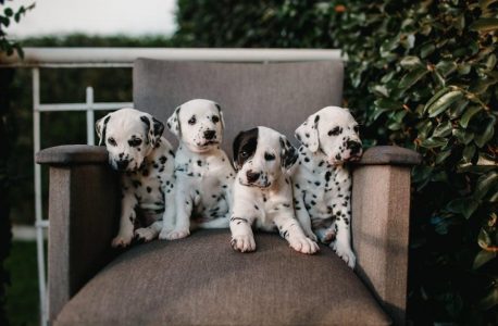 alphabet dot to dot a to z pdf