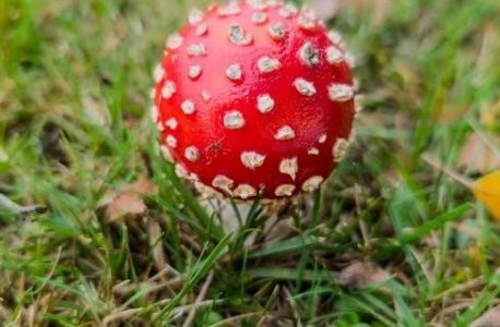 aqa a level biology textbook pdf