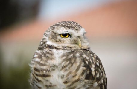 julie of the wolves pdf