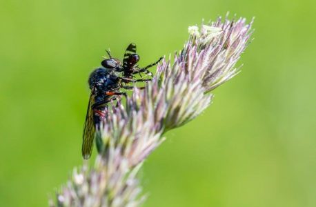 weber manual pdf free download