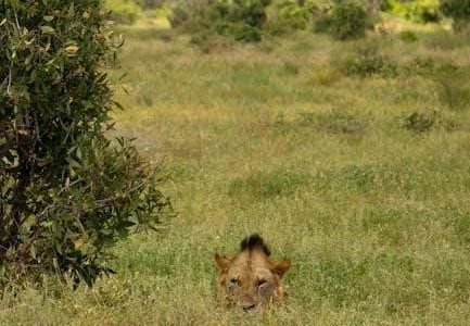 lion king jr script pdf