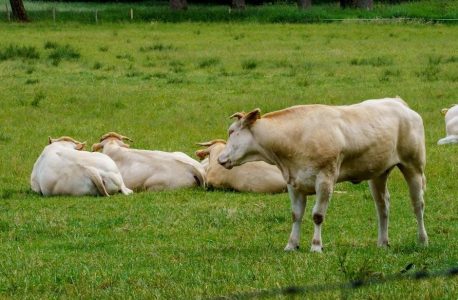 in flanders fields poem pdf