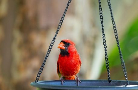 smart bird feeder instructions