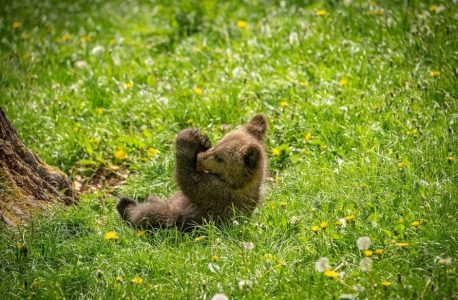 play it as it lays pdf