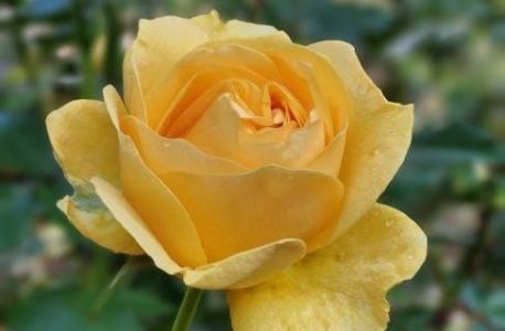 certificat d’hébergement canada pdf