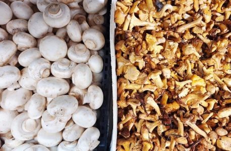 bravo nutrition guide