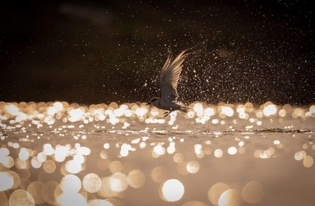 smart trike splash instructions