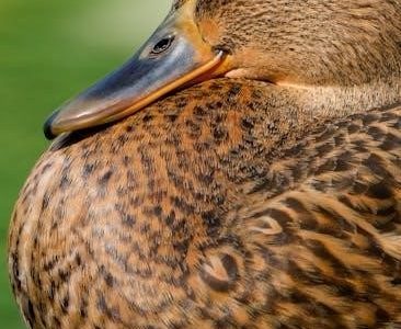 how a bill becomes a law worksheet pdf answer key