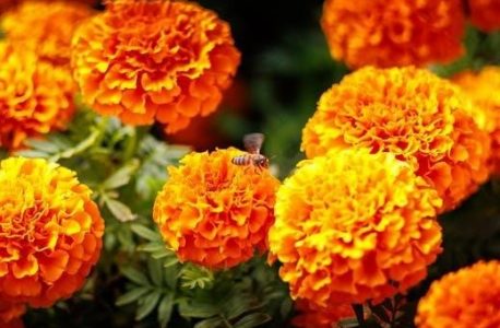 ffxi gardening guide