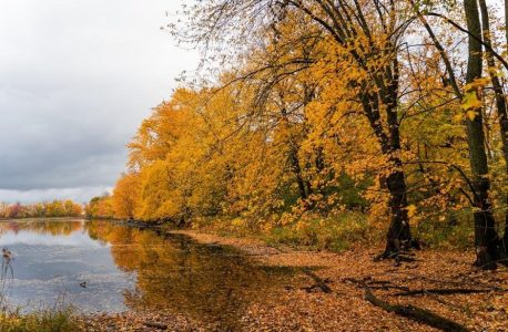 a clockwork orange novel pdf