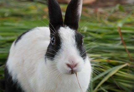 sweet beulah land hymn pdf