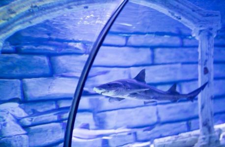 shark navigator deluxe manual