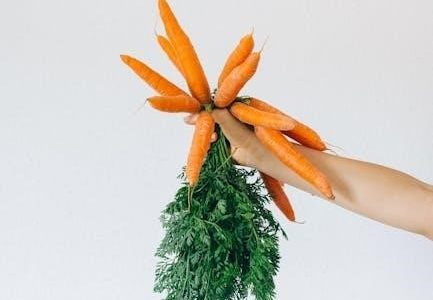 board and brew nutrition pdf