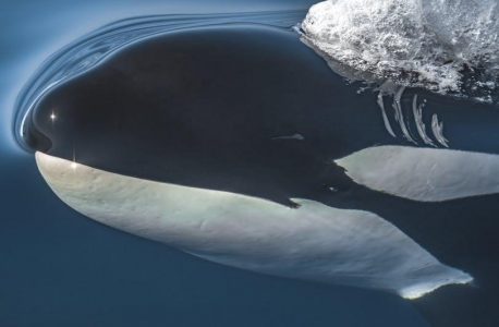 the snail and the whale pdf