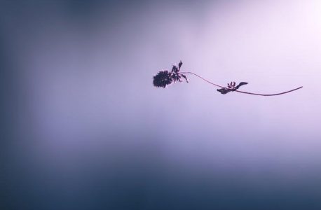 encyclopedia of magical herbs pdf